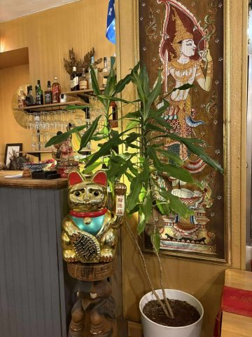 Banthai Toulon est le lieu incontournable pour savourer une cuisine thaïlandaise authentique au cœur de Toulon. Notre restaurant vous propose un voyage culinaire en Thaïlande grâce à des plats traditionnels préparés avec des ingrédients frais et de qualité. Que vous soyez un amateur de saveurs épicées, d’arômes exotiques ou de plats en sauce crémeuse, vous trouverez votre bonheur dans notre carte variée. Découvrez notre menu avec des spécialités comme le Pad Thaï, le Massaman curry, ou encore le Tom Yum !